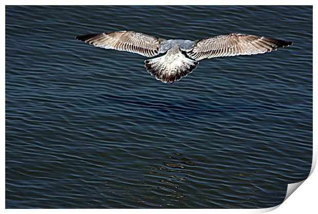 Seagull in Flight Print by val butcher