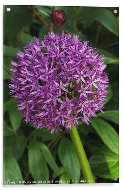 Allium Hollandicum Acrylic by Wayne Molyneux