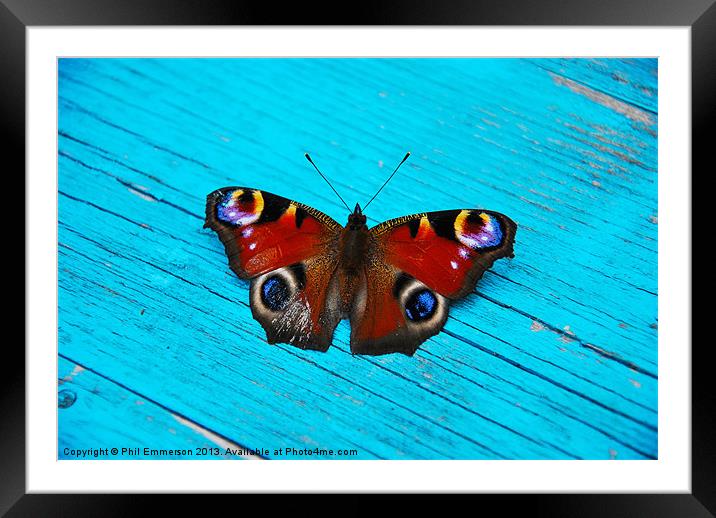 Butterfly Blue Framed Mounted Print by Phil Emmerson