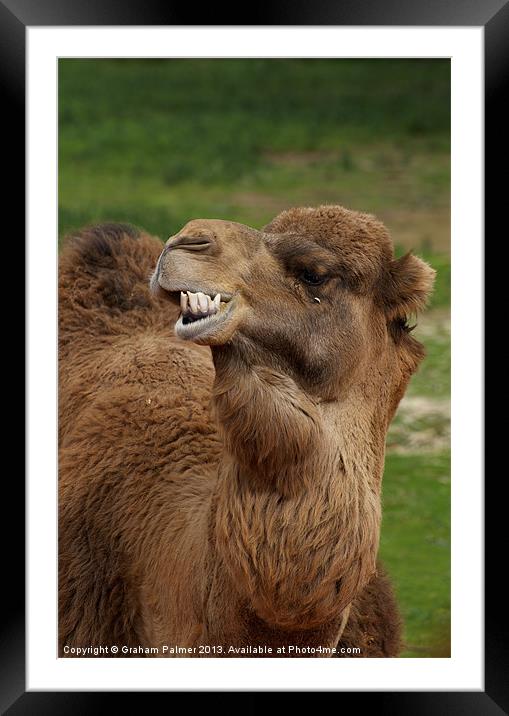 Say Cheese! Framed Mounted Print by Graham Palmer