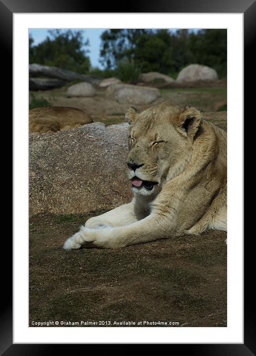 Its A Hard Life Being A Lion Framed Mounted Print by Graham Palmer