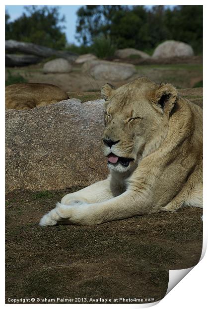 Its A Hard Life Being A Lion Print by Graham Palmer
