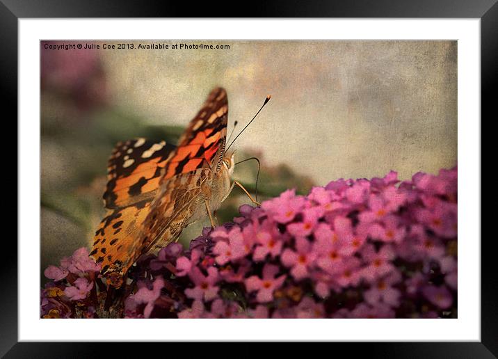 Painted Lady 3 Framed Mounted Print by Julie Coe
