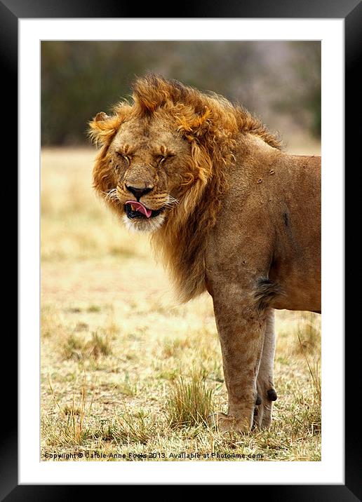 Mmmm...nice! Lion After Copulation Framed Mounted Print by Carole-Anne Fooks