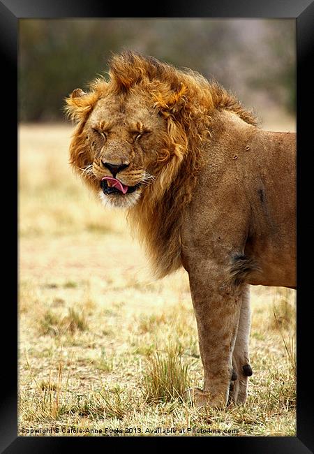 Mmmm...nice! Lion After Copulation Framed Print by Carole-Anne Fooks