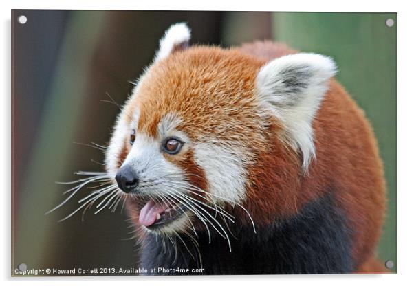 Red panda Acrylic by Howard Corlett