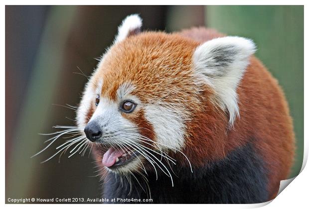 Red panda Print by Howard Corlett