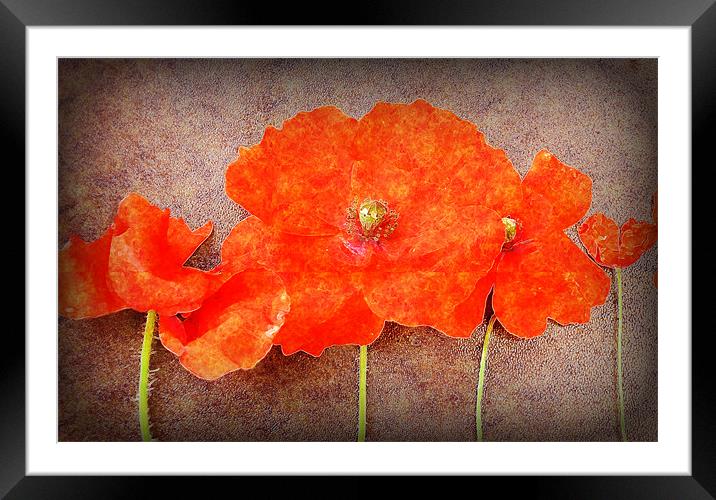 funky poppys Framed Mounted Print by sue davies