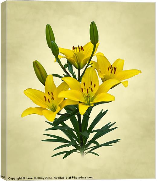 Yellow Lilies Canvas Print by Jane McIlroy