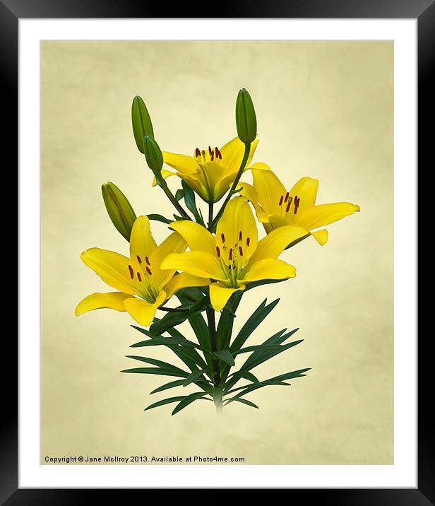 Yellow Lilies Framed Mounted Print by Jane McIlroy