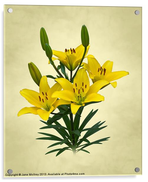 Yellow Lilies Acrylic by Jane McIlroy