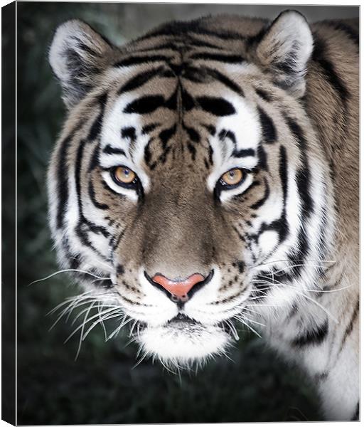 The Eyes Of The Tiger Canvas Print by Dennis Hirning