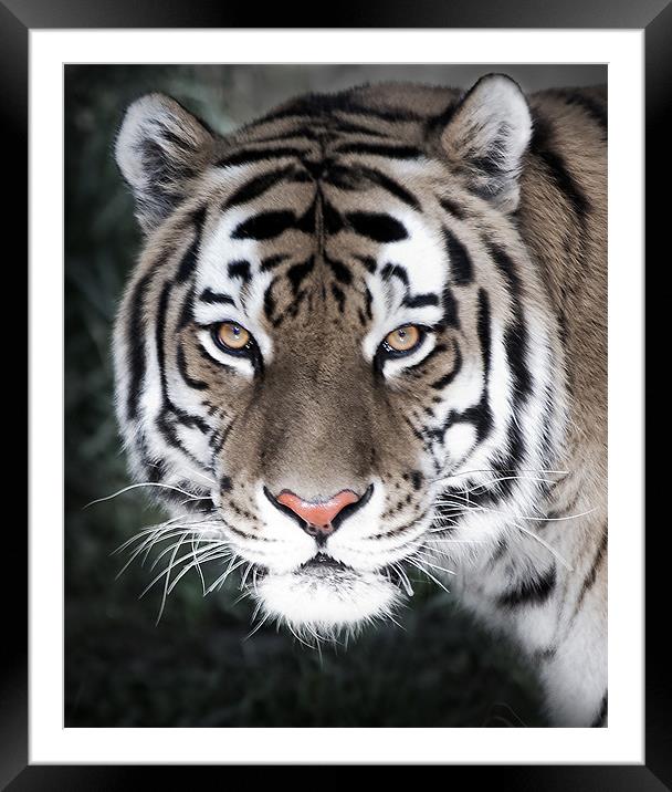 The Eyes Of The Tiger Framed Mounted Print by Dennis Hirning