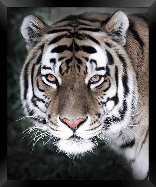 The Eyes Of The Tiger Framed Print by Dennis Hirning