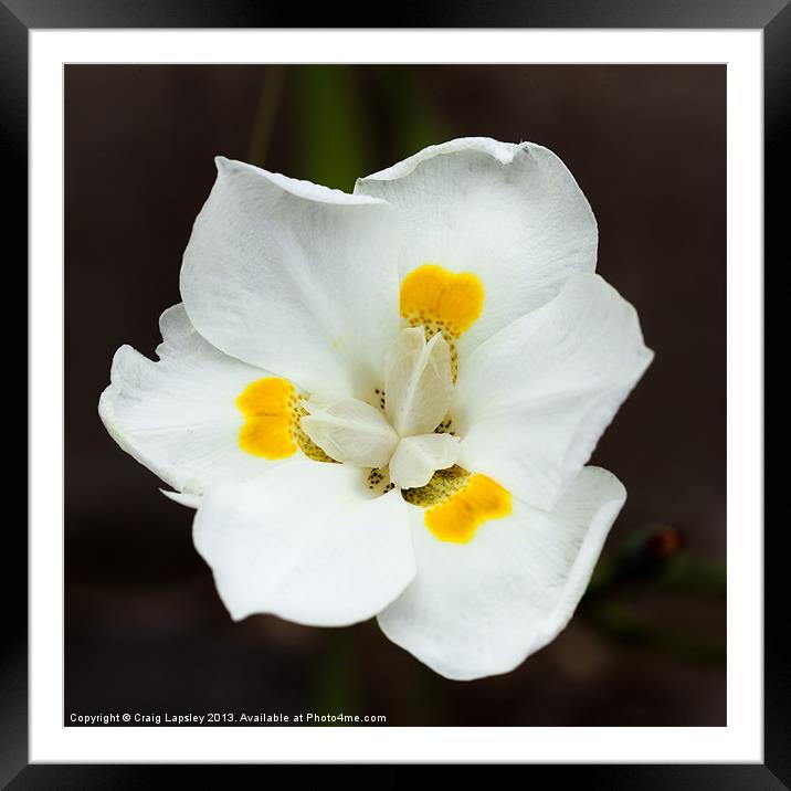 Pretty white flower Framed Mounted Print by Craig Lapsley
