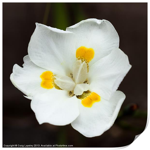 Pretty white flower Print by Craig Lapsley