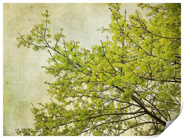 tree in spring Print by Heather Newton