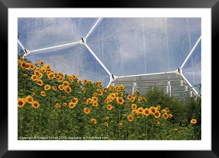 Eden Project Sunflowers Framed Mounted Print by Howard Corlett