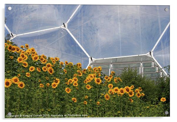 Eden Project Sunflowers Acrylic by Howard Corlett