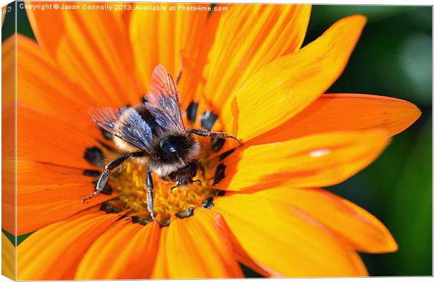 Bee On Flower Canvas Print by Jason Connolly