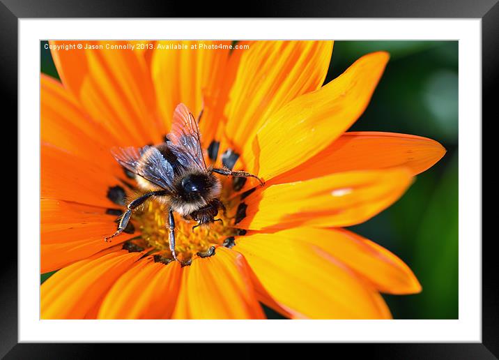 Bee On Flower Framed Mounted Print by Jason Connolly