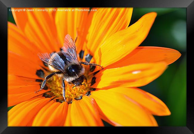 Bee On Flower Framed Print by Jason Connolly
