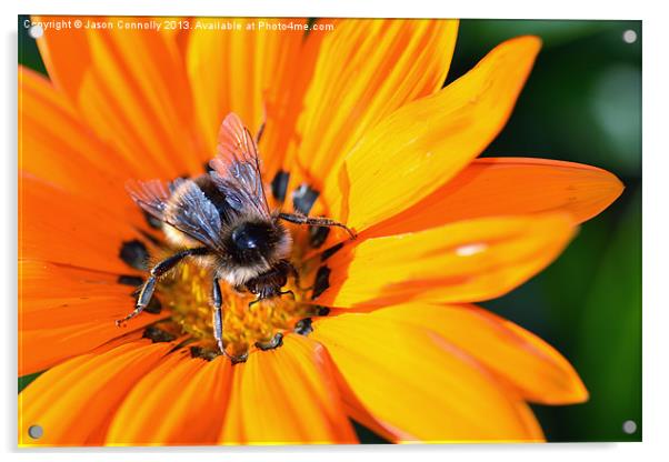 Bee On Flower Acrylic by Jason Connolly
