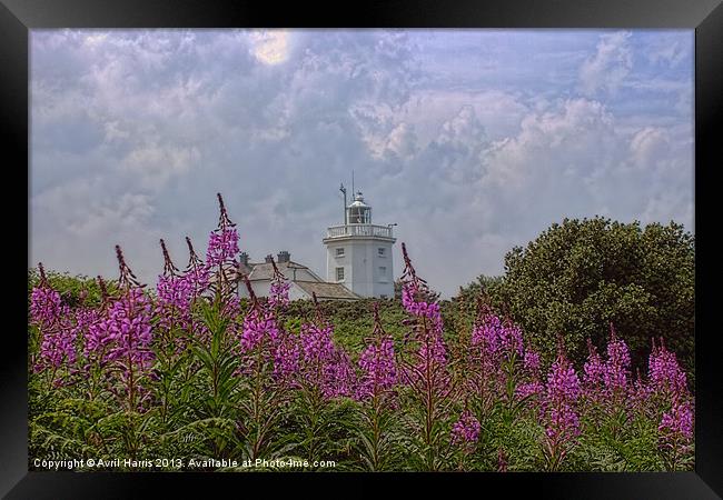 Purple flowers with Cromer lighthouse Framed Print by Avril Harris