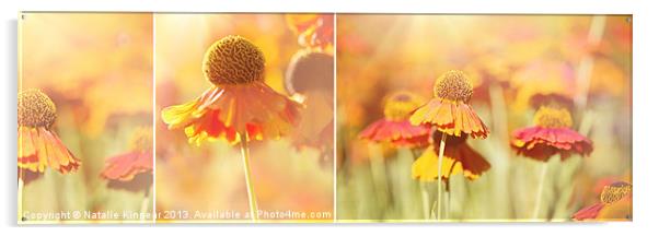 Sunlit Orange Helenium Flowers Triptych Acrylic by Natalie Kinnear