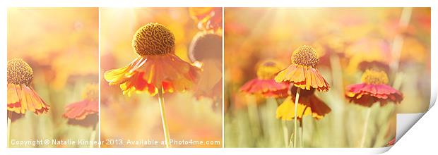 Sunlit Orange Helenium Flowers Triptych Print by Natalie Kinnear