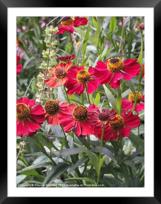 Sunny Scarlet! Framed Mounted Print by Eleanor McCabe