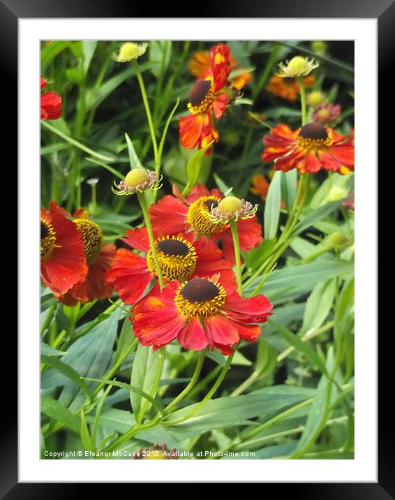 Summer Spice! Framed Mounted Print by Eleanor McCabe
