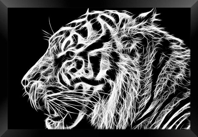 Tiger Framed Print by Sam Smith