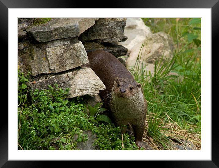 Inquisitive Otter Framed Mounted Print by Jacqi Elmslie
