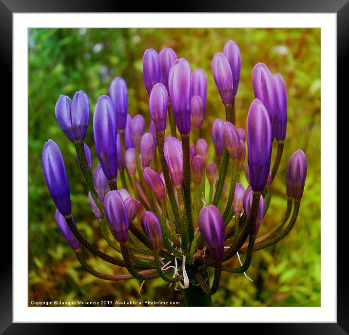 PURPLE FLOWER Framed Mounted Print by Jacque Mckenzie