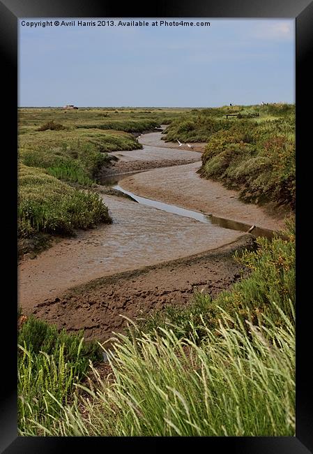 Blakeney mudflats and saltmarsh Framed Print by Avril Harris
