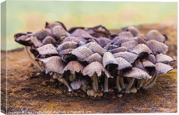 Toadstools and fungi Canvas Print by Craig Lapsley