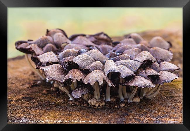 Toadstools and fungi Framed Print by Craig Lapsley