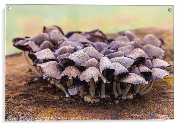 Toadstools and fungi Acrylic by Craig Lapsley
