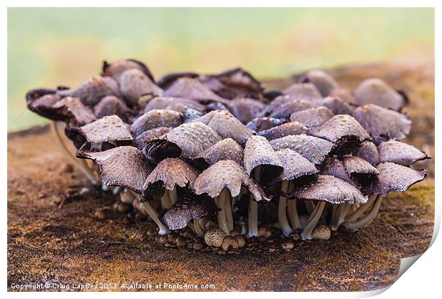 Toadstools and fungi Print by Craig Lapsley