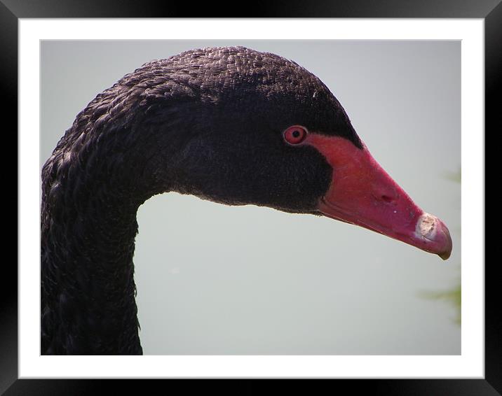 Black Swan Framed Mounted Print by mark hamblin