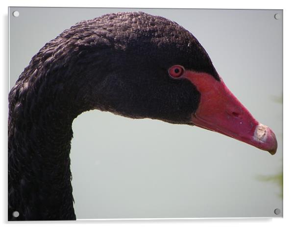 Black Swan Acrylic by mark hamblin