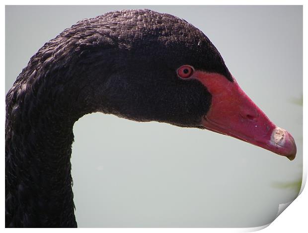 Black Swan Print by mark hamblin