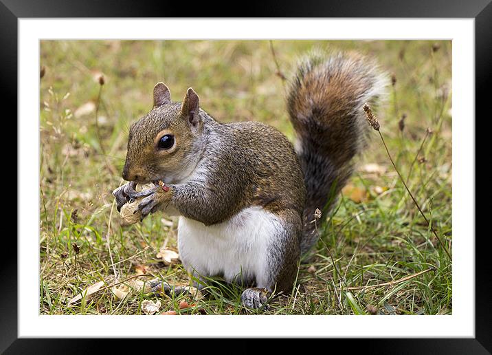 squirrel and nut Framed Mounted Print by Dean Messenger