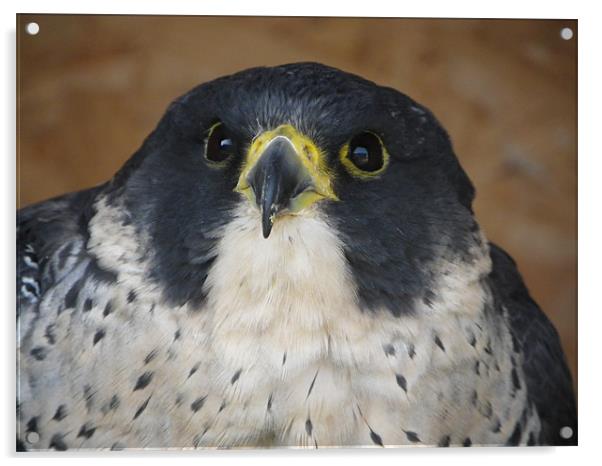 peregrine falcon Acrylic by mark hamblin
