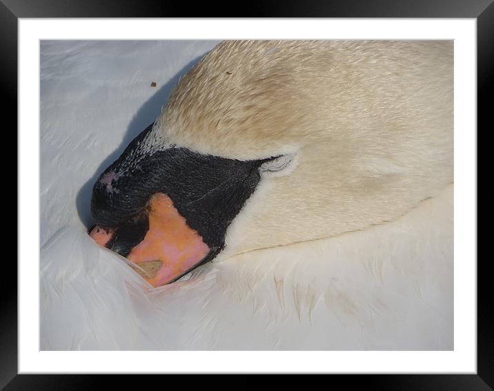 sleeping swan Framed Mounted Print by mark hamblin