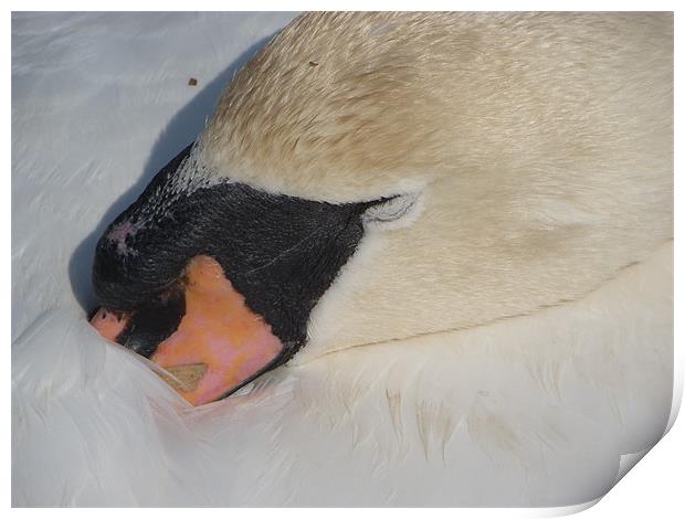sleeping swan Print by mark hamblin