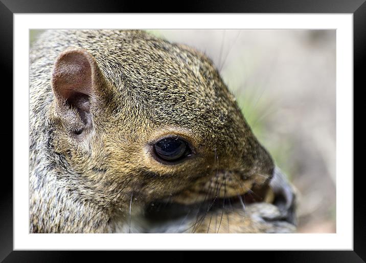 squirrel up close Framed Mounted Print by Dean Messenger