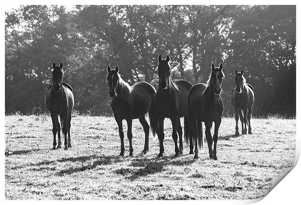 Early Morning Horses Print by Malcolm McHugh