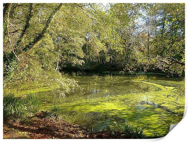 The Pond Print by Antoinette B